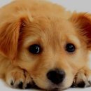 성동동물약국 이미지