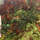 공주다방 이미지