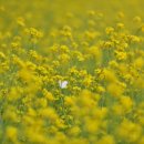 금산농협 금성지점 이미지