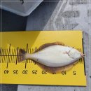 삼척바다배낚시체험 이미지