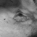 페토피아 동물병원 이미지