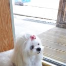 쭈스타일 이미지