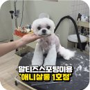 애니네 반려견 미용실 | 말티즈 미용 주기 스포팅 스타일 강남 애니살롱 1호점 내돈내산 이용 후기