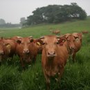 한우번식축산 이미지