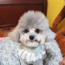 꽃내음나개 이미지