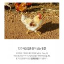 찬늘푸드 | 식탁이 있는 삶에서 동물복지인증 자연방사 유정란 20구 구매 후기
