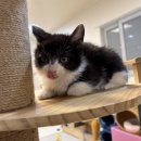 동물보육원 김포지부 이미지