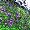 ﻿'이루어질 수 없는 사랑'의 꽃말 솔체꽃(Hopei scabious) 이미지