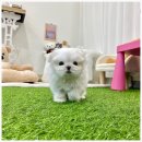 펫사랑일산점 이미지