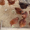 운호농장 이미지