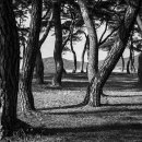 소나무숲 이미지