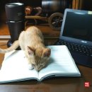 삼진동물병원 이미지