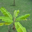 호프나라 이미지