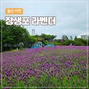장생포로 | 울산 장생포 라벤더 개화 후기 | 고래문화마을 꽃구경 명소