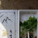 봉화산삼