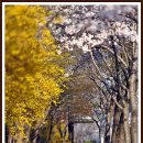 고향의 봄 이미지