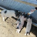 신광농장 이미지