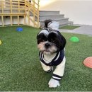 지지네 애견호텔&놀이방 이미지