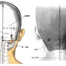 풍지혈GB20 풍지(風池 2개 혈) : 手.足少陽經.陽維脈與陽蹻脈之會穴. 陽蹻脈之終止穴. 이미지
