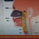 오미크론 증상? 인후통 빨리 낫는 법, 인후통 관리법, 목감기 빨리 낫는 법, 코로나 인후통 이미지