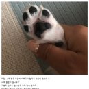 한국엘랑코동물양품 (주) | 강아지 고양이 피부케어 제품 고르는 방법