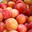 참사랑농원 이미지