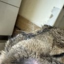 워너비동물병원 용산점 | 용산 차오름 동물병원 다녀왔어요.