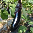 솔티농장 이미지