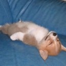 예쁜멍멍이 이미지