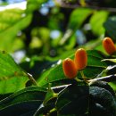 대정서초등학교 이미지