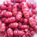 미니농장 이미지