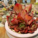 양진농장 이미지