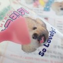 (야간)반려동물 의류 소품제작 | 반려동물 스티커 동물 사용 후기