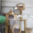 개와냥이동물병원 이미지