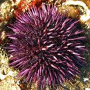 보라성게(Purple sea urchin) 이미지