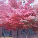 금양초교 이미지