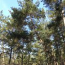 백로트레일러 | (캠핑) 희리산자연휴양림 - 들살이 새집과의 첫 나들이. (2014년12월27일 ~28일)