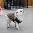 견달산로 | 일산 강아지 실내 수영장 펫츠힐 | 강아지가 집에 가기 싫어했던 이유