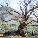 선비 코스 이미지