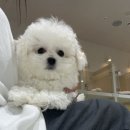 포더독스 강아지 강서 마곡점 네이버블로그