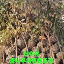 화정조경