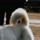 반 말린 꼬리(Half Curly,북 꼬리) 이미지