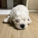 아기강아지 이미지