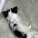 도그웨이살롱 이미지