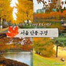 석촌공원길 | 서울 단풍구경 올림픽공원 석촌호수 실시간 +포토스팟