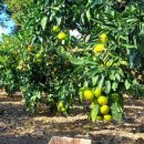 귤낭귤낭 이미지