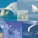 달빛여우 이미지