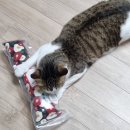 옥스 그루밍 이미지