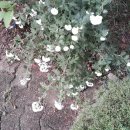 소라아파트앞 이미지