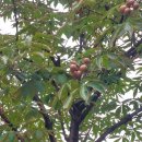 마로니에나무 열매 이미지